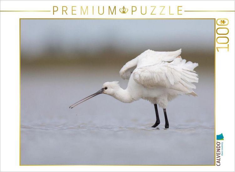 Produktbild: CALVENDO Puzzle L&ouml;ffler, Jungvogel | 1000 Teile Lege-Gr&ouml;&szlig;e 64x48cm Foto-Puzzle f&uuml;r gl&uuml;ckliche Stunden