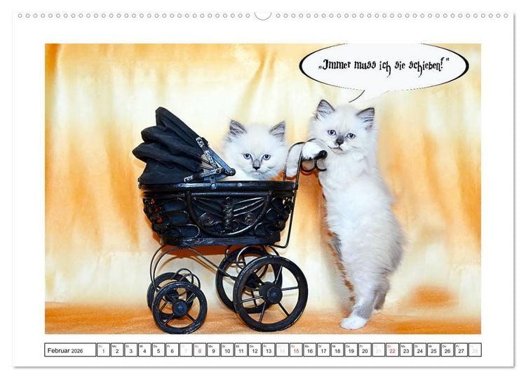 Produktbild: Lustiger Katzenkalender (Wandkalender 2026 DIN A2 quer), CALVENDO Monatskalender