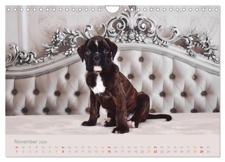 Produktbild: Boxer Welpen einfach zuckers&uuml;&szlig; (Wandkalender 2026 DIN A4 quer), CALVENDO Monatskalender