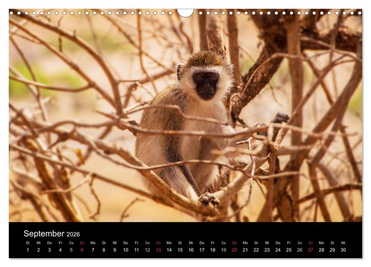 Produktbild: Wildes Afrika (Wandkalender 2026 DIN A3 quer), CALVENDO Monatskalender