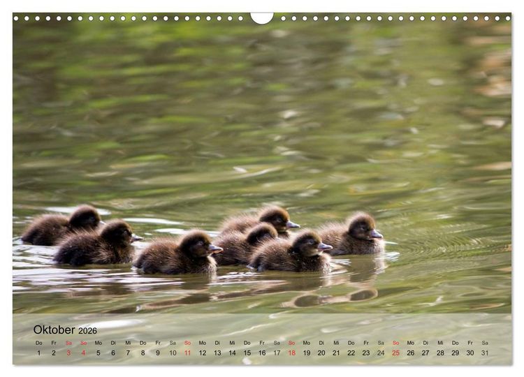 Produktbild: G&auml;nse und Enten. Schnattern, watscheln, quaken! (Wandkalender 2026 DIN A3 quer), CALVENDO Monatskalender