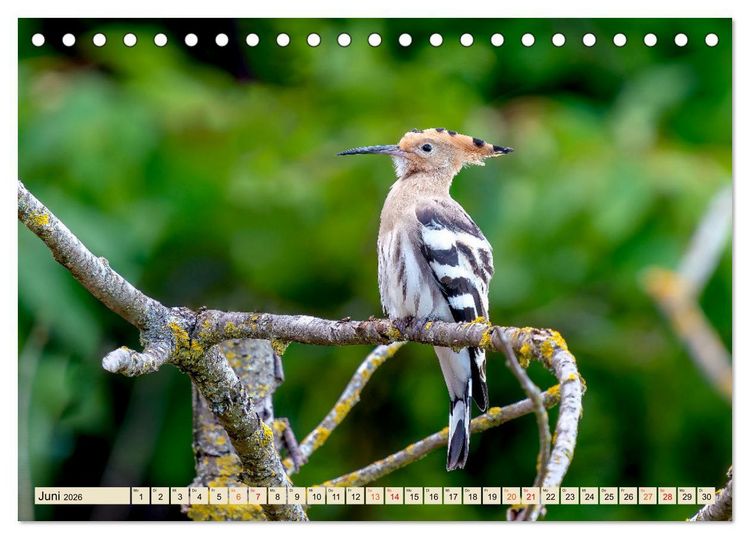 Produktbild: Unsere Vogelvielfalt: Ein Schatz zum Entdecken und Sch&uuml;tzen (Tischkalender 2026 DIN A5 quer), CALVENDO Monatskalender