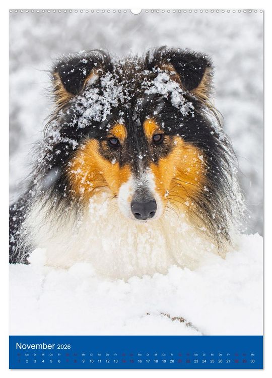 Produktbild: Traumhund Collie - Gl&uuml;ck auf vier Pfoten (Wandkalender 2026 DIN A2 hoch), CALVENDO Monatskalender