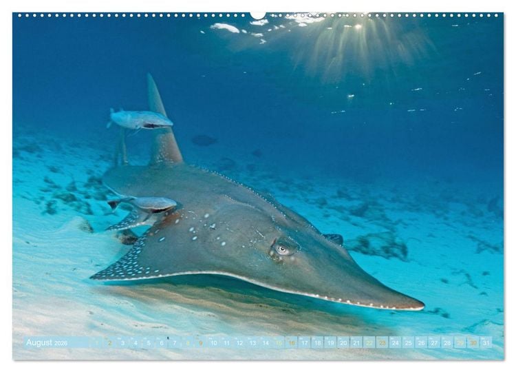 Produktbild: Planet Wasser: Von wegen Planet Erde (Wandkalender 2026 DIN A2 quer), CALVENDO Monatskalender