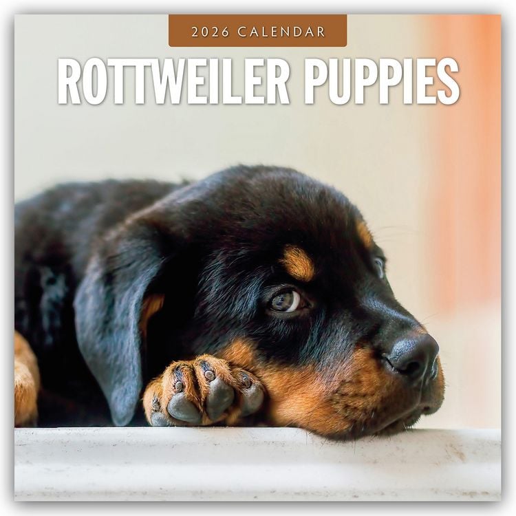 Produktbild: Rottweiler Puppies – Rottweiler Welpen 2026 – 16-Monatskalender