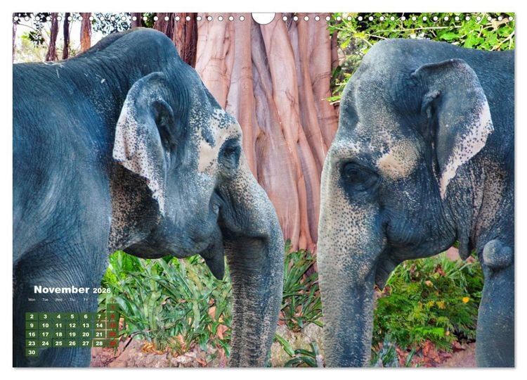 Produktbild: Gentle giants in the jungle (Wall Calendar 2026 DIN A3 landscape), CALVENDO 12 Month Wall Calendar