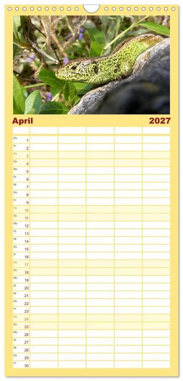 Produktbild: Familienplaner 2027 - Minisaurier im Garten mit 5 Spalten (Wandkalender, 21 x 45 cm) CALVENDO