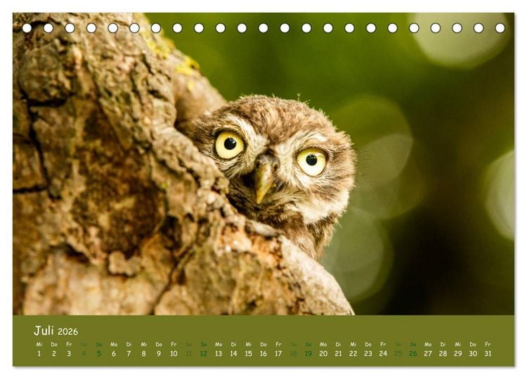 Produktbild: Steink&auml;uze (Athene noctua) (Tischkalender 2026 DIN A5 quer), CALVENDO Monatskalender