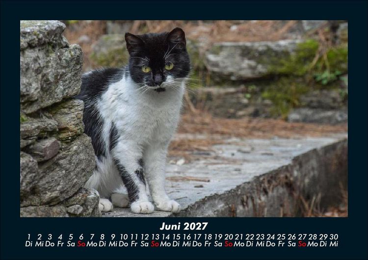 Produktbild: Tiere in der Wildnis 2027 Fotokalender DIN A5