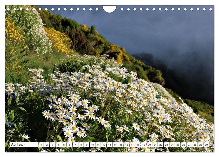 Produktbild: Bl&uuml;tenzauber auf Madeira. Wildblumen und Ziergew&auml;chse (Wandkalender 2027 DIN A4 quer), CALVENDO Monatskalender