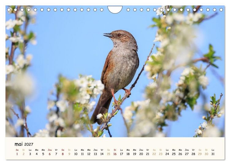 Produktbild: Les voisins du jardin - Une ann&eacute;e de rencontres (Calendrier mural 2027 DIN A4 vertical), CALVENDO calendrier mensuel