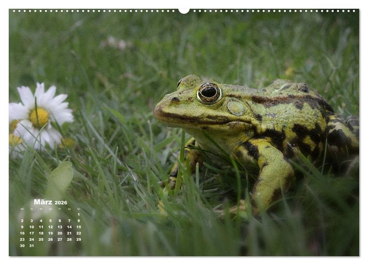 Produktbild: Gl&uuml;ckliche Fr&ouml;sche (Wandkalender 2026 DIN A2 quer), CALVENDO Monatskalender