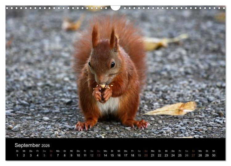 Produktbild: Eichh&ouml;rnchen (Wandkalender 2026 DIN A3 quer), CALVENDO Monatskalender