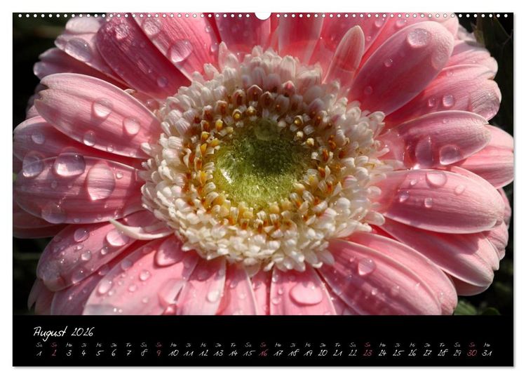 Produktbild: Floral Portraits - Blumen Impression (hochwertiger Premium Wandkalender 2026 DIN A2 quer), Kunstdruck in Hochglanz