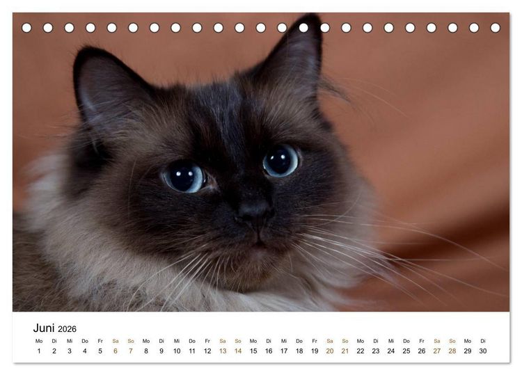 Produktbild: Ragdolls (Tischkalender 2026 DIN A5 quer), CALVENDO Monatskalender