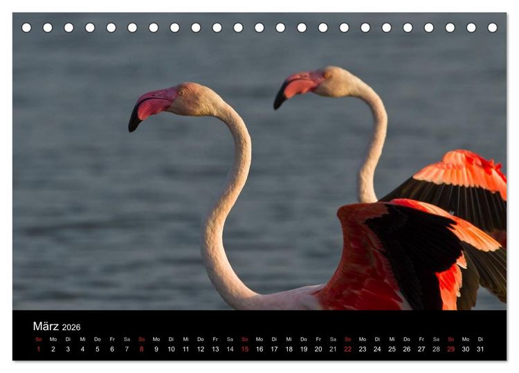 Produktbild: Flamingos der Camargue 2026 (Tischkalender 2026 DIN A5 quer), CALVENDO Monatskalender