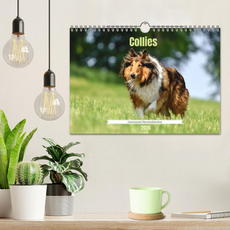 Produktbild: Collies - charmante Herzensbrecher (Wandkalender 2026 DIN A4 quer), CALVENDO Monatskalender