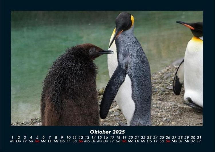 Produktbild: Pinguine & Eisb&auml;ren 2025 Fotokalender DIN A4
