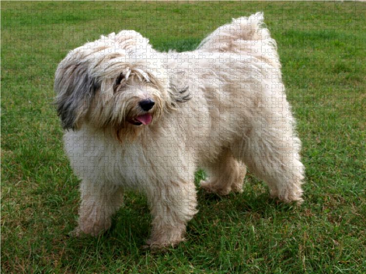 Produktbild: CALVENDO Puzzle Tibet-Terrier - Eine Hunderasse mit Charakter 1000 Teile Lege-Gr&ouml;&szlig;e 64 x 48 cm Foto-Puzzle Bild von Rudolf Bindig