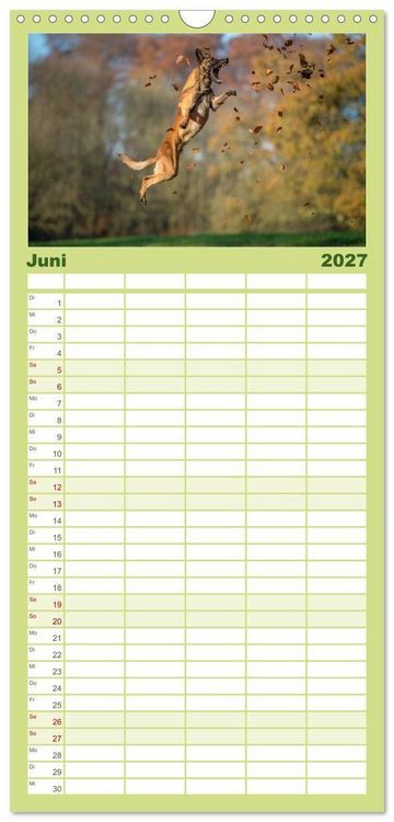 Produktbild: Familienplaner 2027 - Belgischer Sch&auml;ferhund - Der Malinois in Action mit 5 Spalten (Wandkalender, 21 x 45 cm) CALVENDO