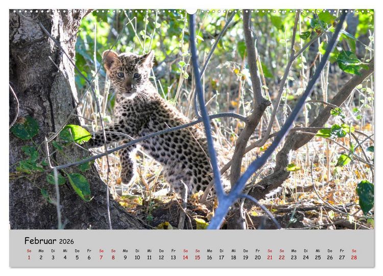 Produktbild: Leoparden - gro&szlig; und klein (hochwertiger Premium Wandkalender 2026 DIN A2 quer), Kunstdruck in Hochglanz