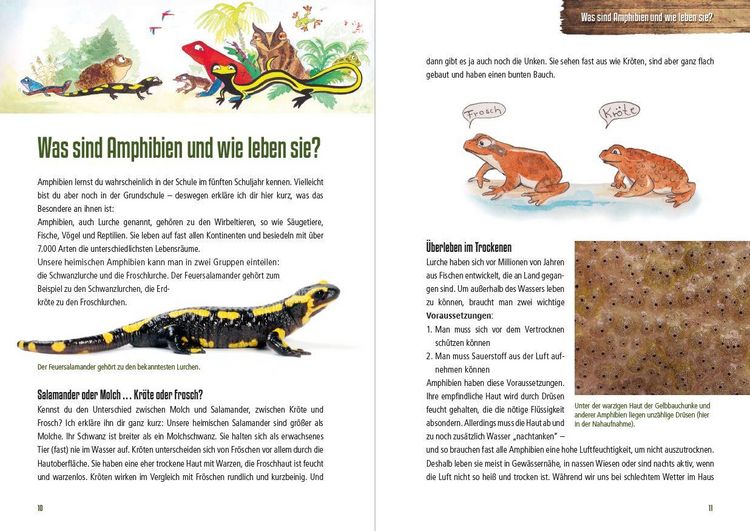 Produktbild: Abenteuer heimische Amphibien