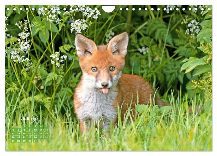 Produktbild: Der Fuchs: Kluger J&auml;ger (Wandkalender 2026 DIN A4 quer), CALVENDO Monatskalender