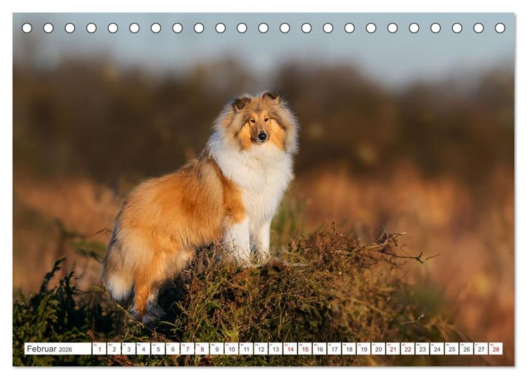 Produktbild: Der Collie - ein Hund f&uuml;rs Herz (Tischkalender 2026 DIN A5 quer), CALVENDO Monatskalender