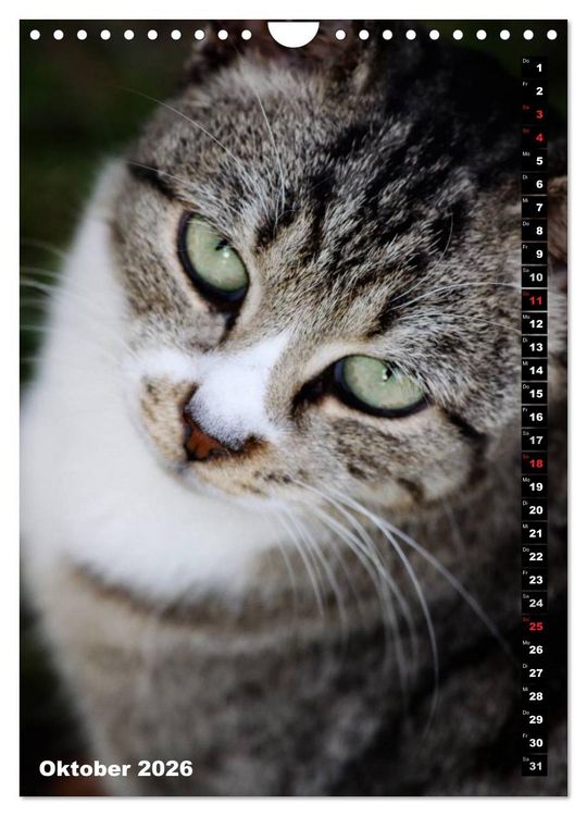 Produktbild: Istanbuls Katzen (Wandkalender 2026 DIN A4 hoch), CALVENDO Monatskalender