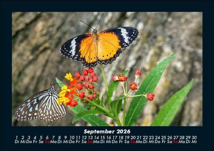 Produktbild: Bunte Pracht der Schmetterlinge 2026 Fotokalender DIN A5