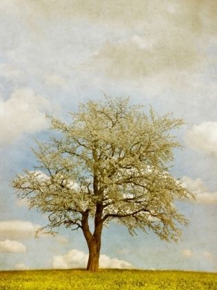 Produktbild: CALVENDO Puzzle Fr&uuml;hlingserwachen | 1000 Teile Lege-Gr&ouml;&szlig;e 64x48cm Foto-Puzzle f&uuml;r gl&uuml;ckliche Stunden