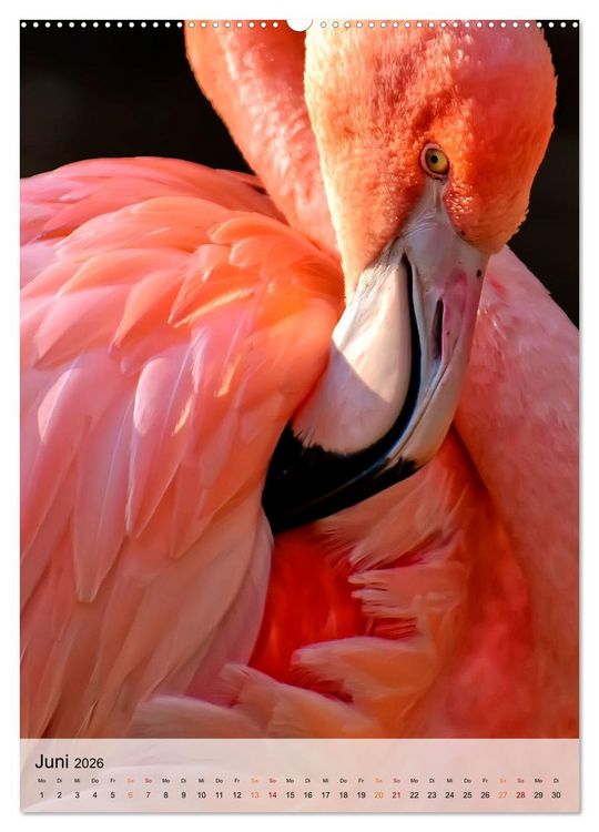 Produktbild: Flamingos - Eleganz und Sch&ouml;nheit (Wandkalender 2026 DIN A2 hoch), CALVENDO Monatskalender