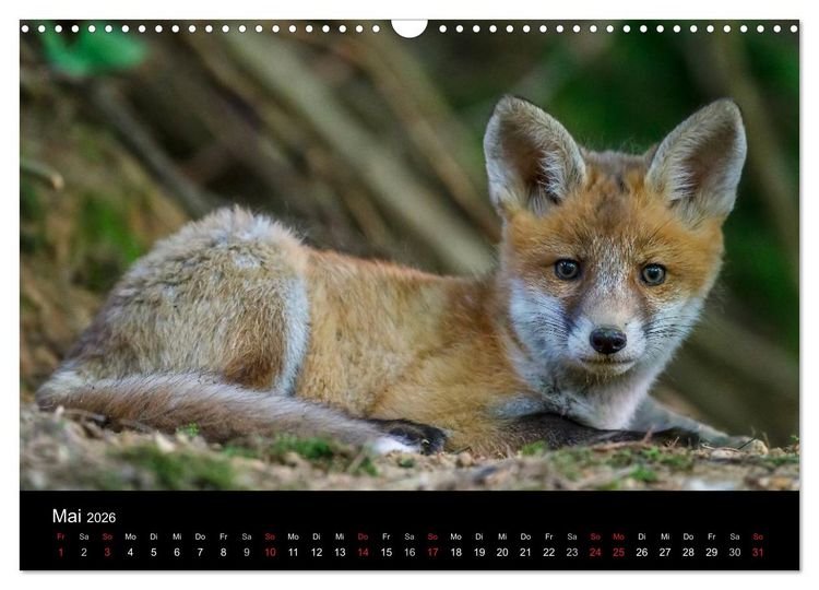Produktbild: F&uuml;chse in freier Natur (Wandkalender 2026 DIN A3 quer), CALVENDO Monatskalender
