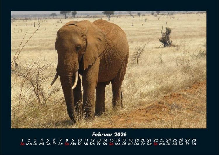 Produktbild: Der Elefantenkalender 2026 Fotokalender DIN A4