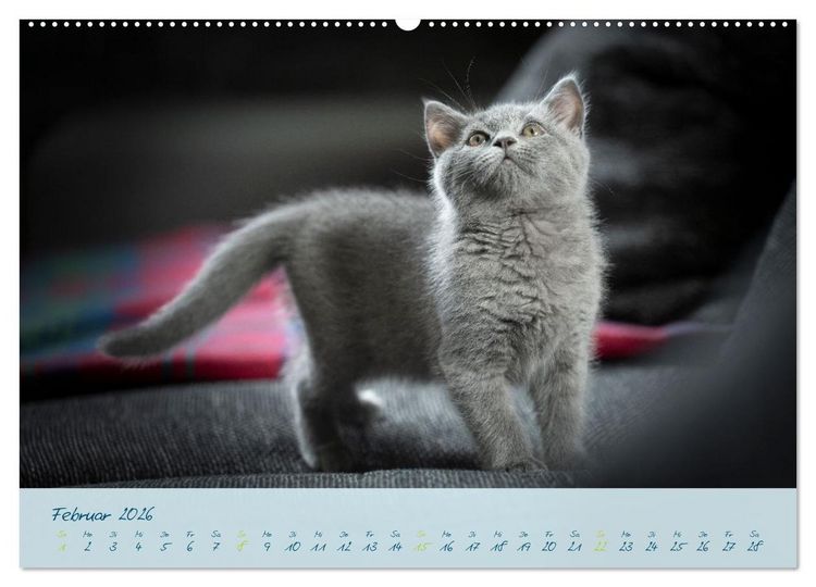 Produktbild: Ein kleiner Kater entdeckt die Welt! (Wandkalender 2026 DIN A2 quer), CALVENDO Monatskalender