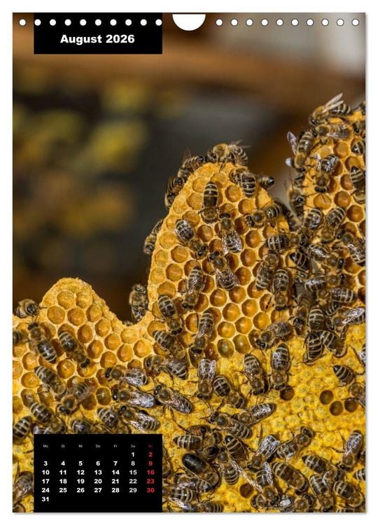 Produktbild: Bienen in ihrem geheimen Reich (Wandkalender 2026 DIN A4 hoch), CALVENDO Monatskalender