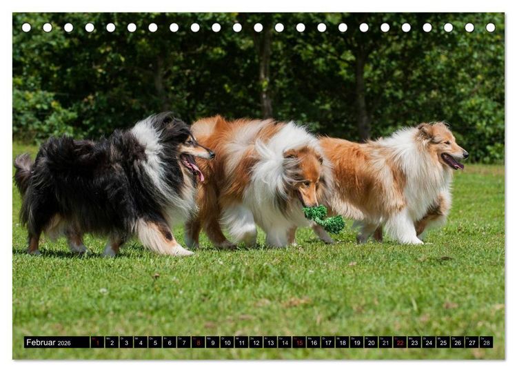 Produktbild: Collie - Mein bester Freund (Tischkalender 2026 DIN A5 quer), CALVENDO Monatskalender