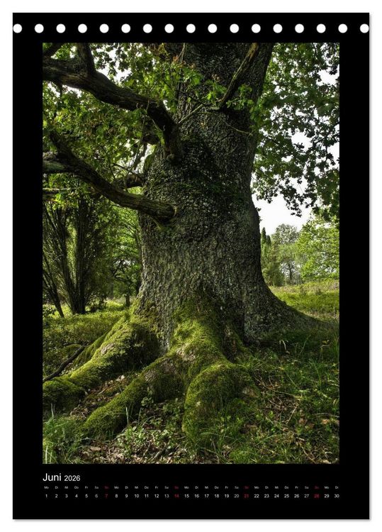 Produktbild: Mythos Baum / 2026 (Tischkalender 2026 DIN A5 hoch), CALVENDO Monatskalender
