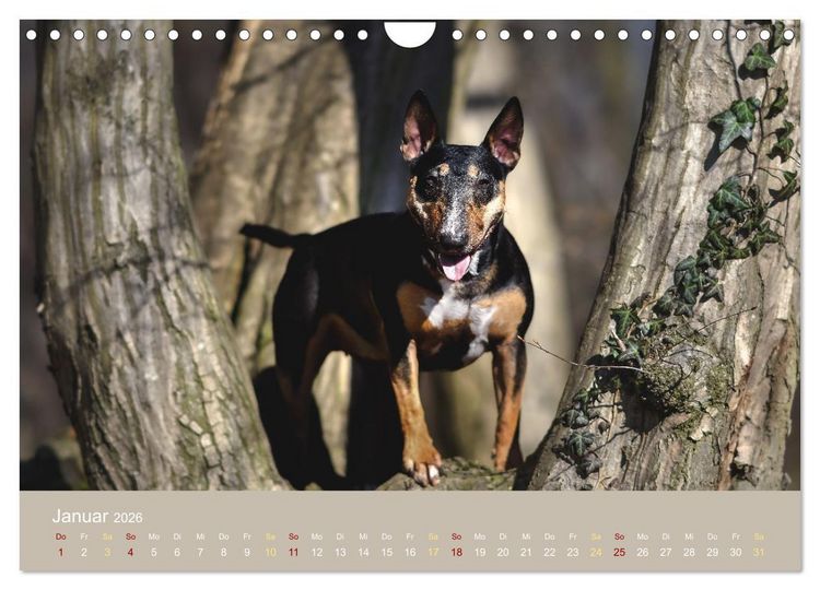 Produktbild: Bullterrier, liebenswerte Sturk&ouml;pfe (Wandkalender 2026 DIN A4 quer), CALVENDO Monatskalender