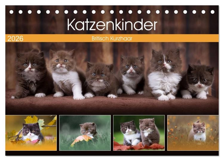 Produktbild: Katzenkinder - Britisch Kurzhaar (Tischkalender 2026 DIN A5 quer), CALVENDO Monatskalender