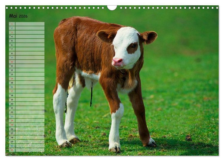 Produktbild: Rinder auf dem Lande (Wandkalender 2026 DIN A3 quer), CALVENDO Monatskalender