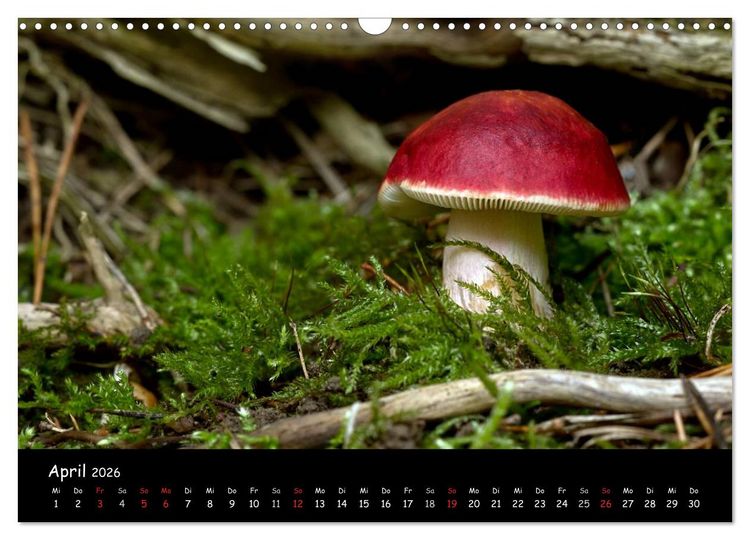 Produktbild: Pilzgalerie (Wandkalender 2026 DIN A3 quer), CALVENDO Monatskalender