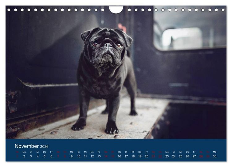 Produktbild: Diesel - ein mopsiges Leben (Wandkalender 2026 DIN A4 quer), CALVENDO Monatskalender