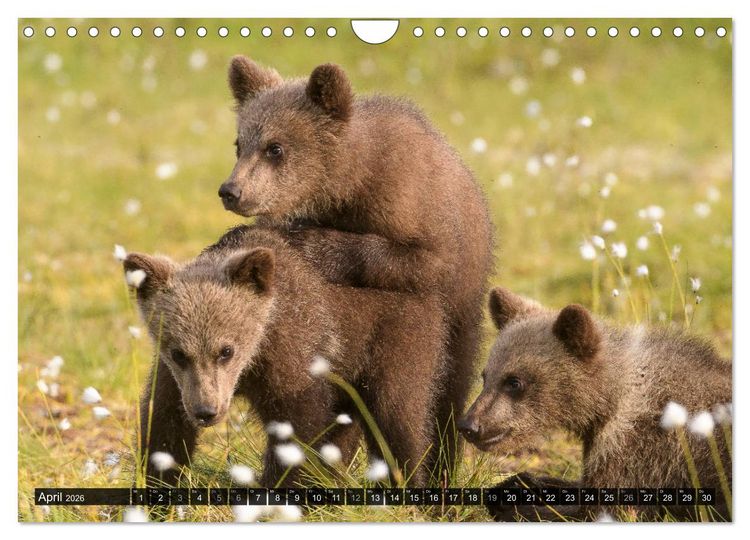 Produktbild: Braunb&auml;ren in Europa (Wandkalender 2026 DIN A4 quer), CALVENDO Monatskalender