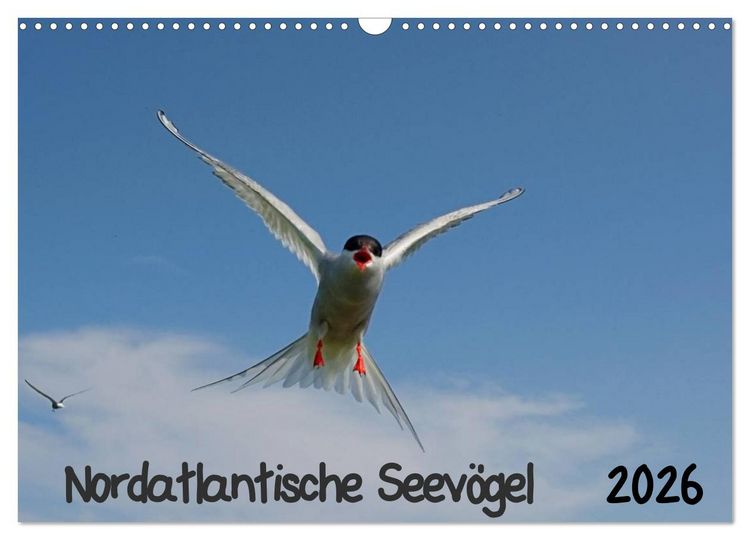 Produktbild: Nordatlantische Seev&ouml;gel (Wandkalender 2026 DIN A3 quer), CALVENDO Monatskalender