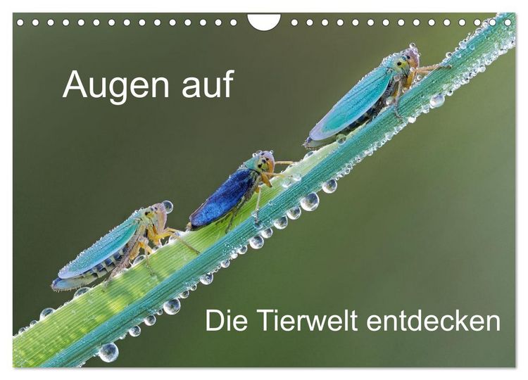 Produktbild: Augen auf - versteckte Tierwelt (Wandkalender 2026 DIN A4 quer), CALVENDO Monatskalender