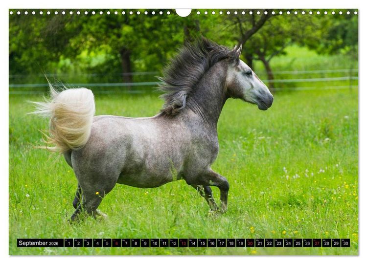 Produktbild: Traumpferd Lipizzaner (Wandkalender 2026 DIN A3 quer), CALVENDO Monatskalender