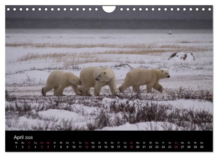 Produktbild: Arktische Tr&auml;ume - Eisb&auml;ren in Kanada (Wandkalender 2026 DIN A4 quer), CALVENDO Monatskalender