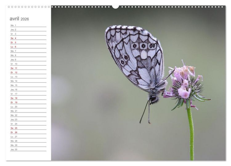Produktbild: Dans le jardin des papillons (Calendrier mural 2026 DIN A2 vertical), CALVENDO calendrier mensuel