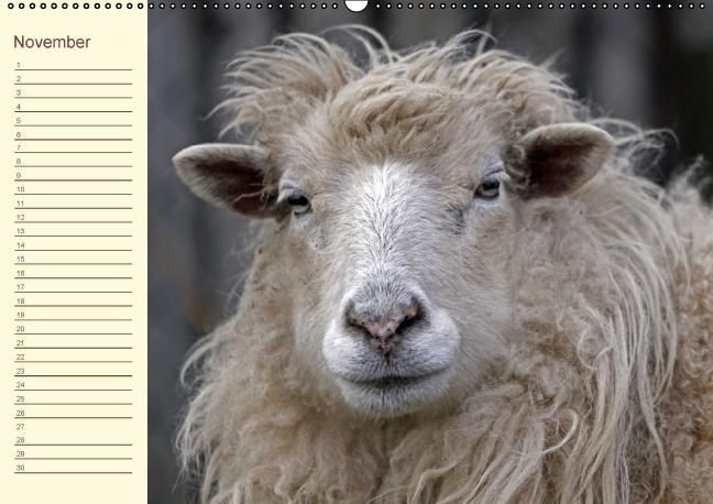 Produktbild: Der wollige Geburtstagskalender (Wandkalender immerw&auml;hrend DIN A2 quer)